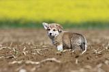 CORGI PEMBROKE 555
